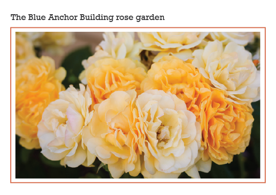 California Fruit Exchange Building during the 1970's.